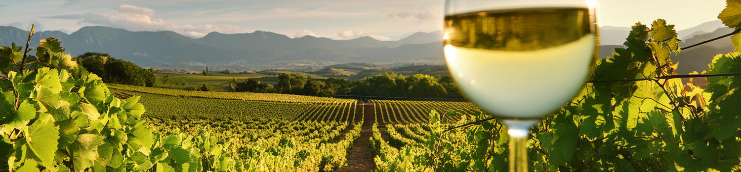 sklenice na Sauvignon blanc